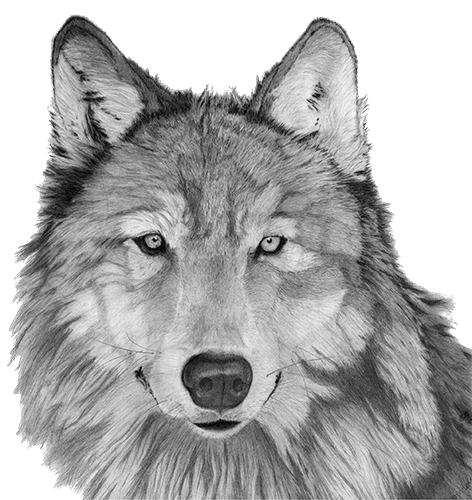 Gray Wolf Graphite Draawing